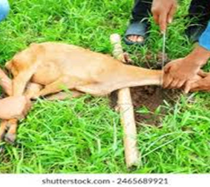 Trimming the nails for one who intends to slaughter for Qurbani