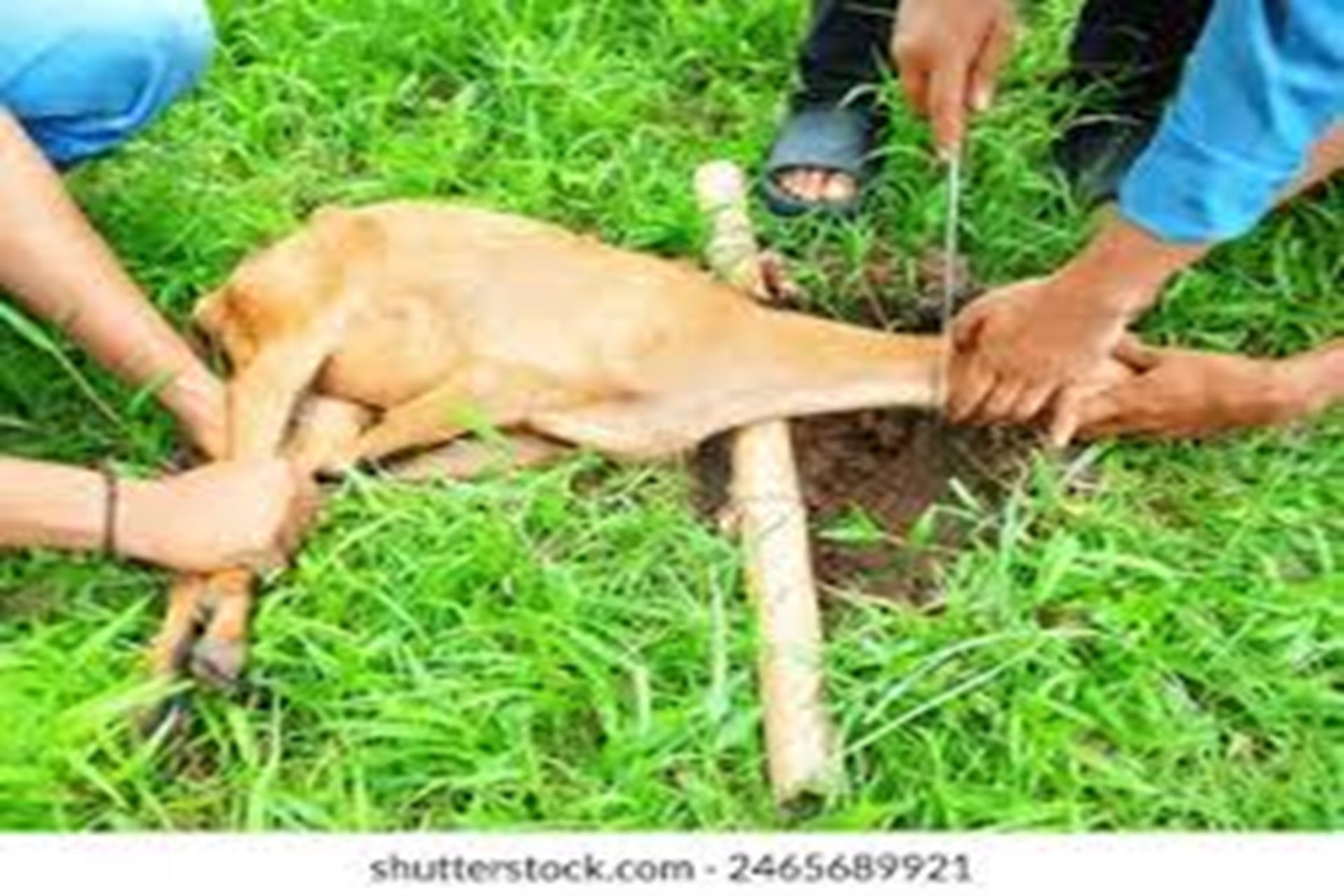 Trimming the nails for one who intends to slaughter for Qurbani